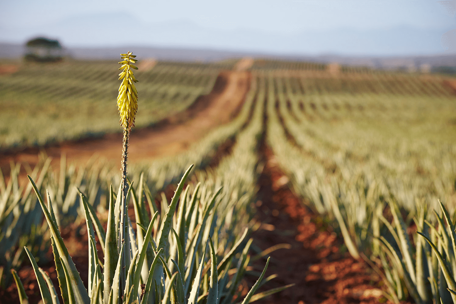 aloe-vera-fr-n-forever-living-forever-living